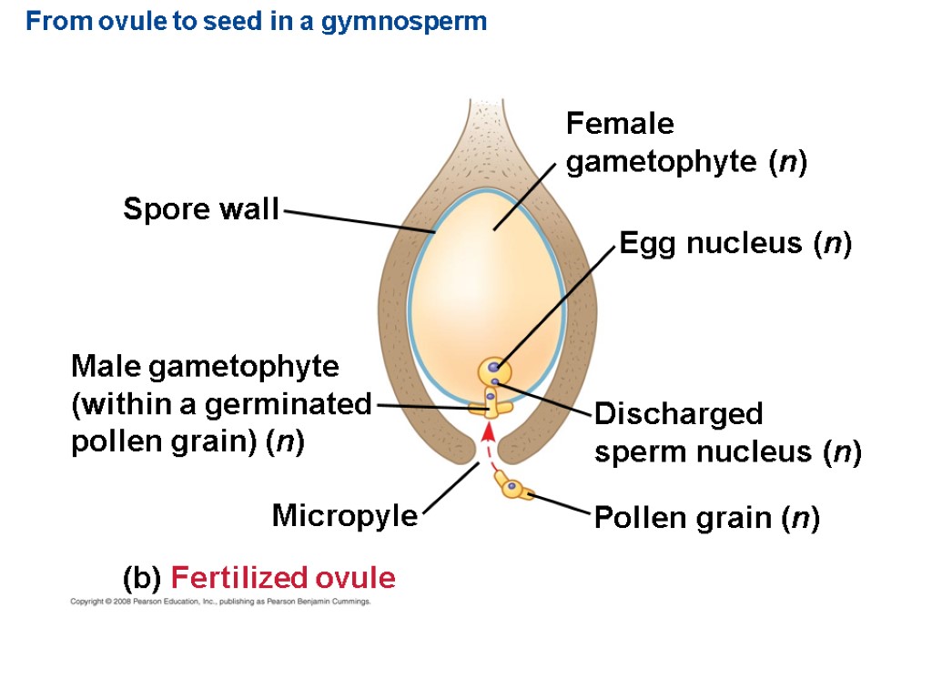 From ovule to seed in a gymnosperm Male gametophyte (within a germinated pollen grain)